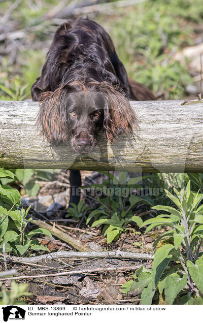 German longhaired Pointer / MBS-13869