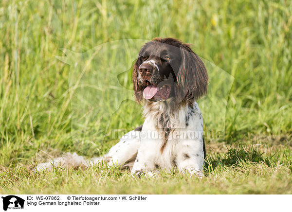 lying German longhaired Pointer / WS-07862