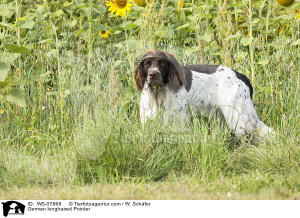 German longhaired Pointer / WS-07868