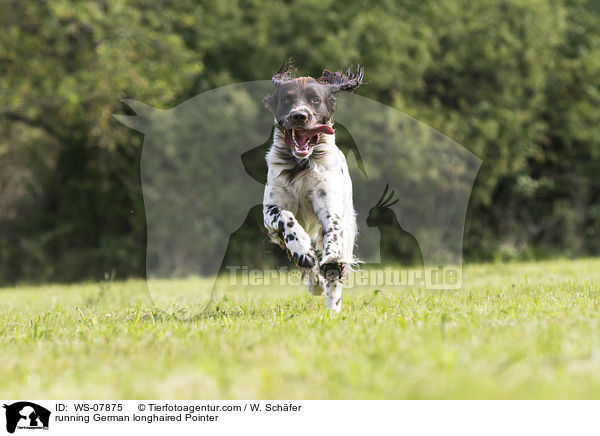 running German longhaired Pointer / WS-07875