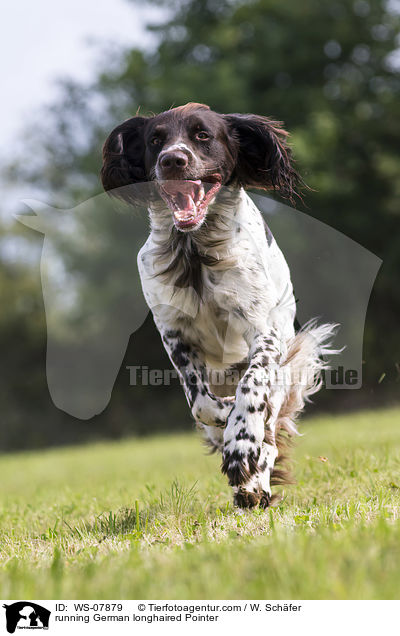 running German longhaired Pointer / WS-07879