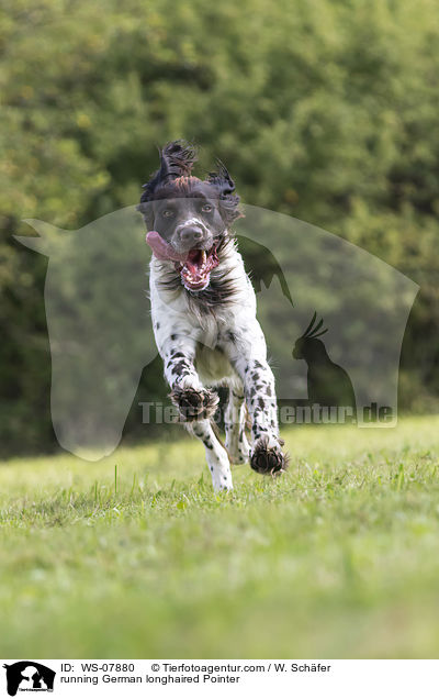 running German longhaired Pointer / WS-07880