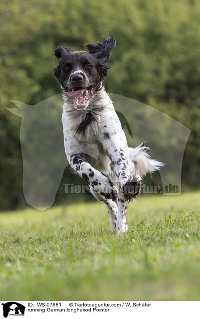 running German longhaired Pointer / WS-07881