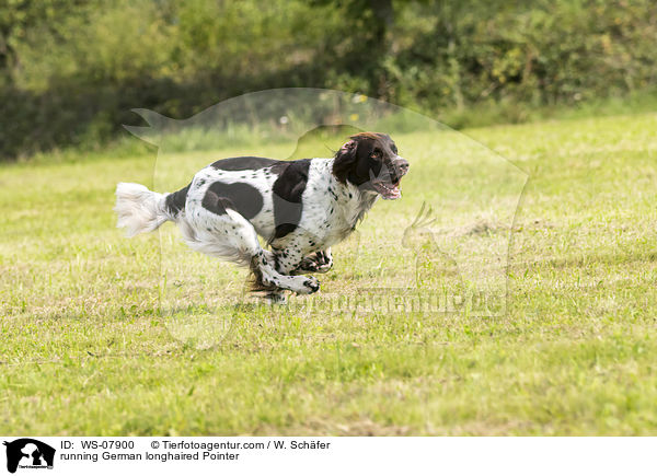 running German longhaired Pointer / WS-07900