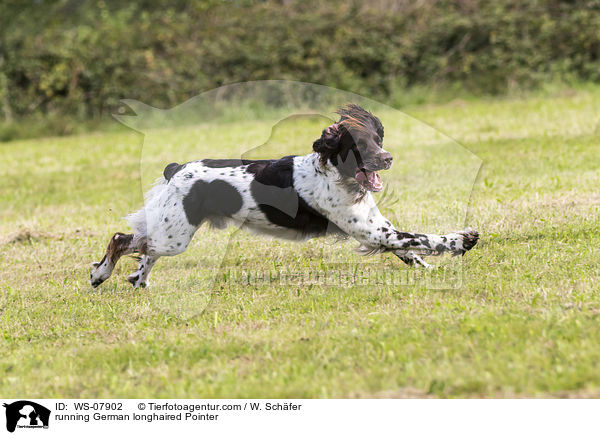 running German longhaired Pointer / WS-07902