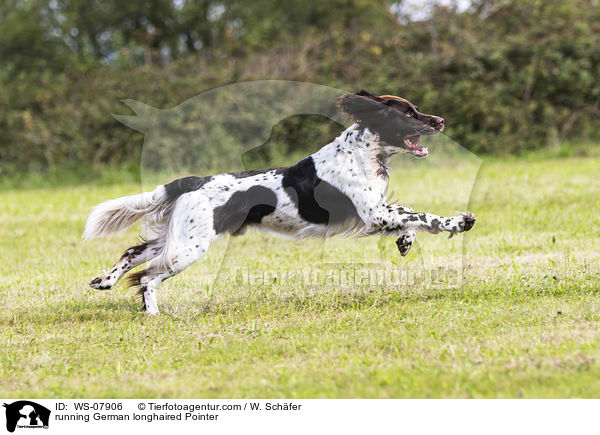 running German longhaired Pointer / WS-07906