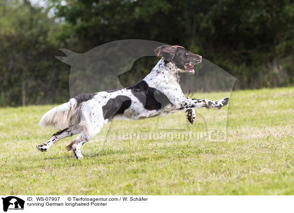 running German longhaired Pointer / WS-07907