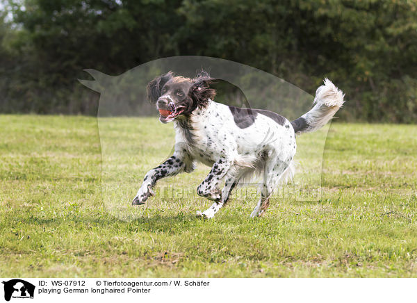 playing German longhaired Pointer / WS-07912