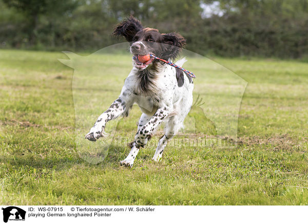 playing German longhaired Pointer / WS-07915