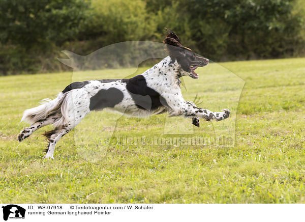 running German longhaired Pointer / WS-07918