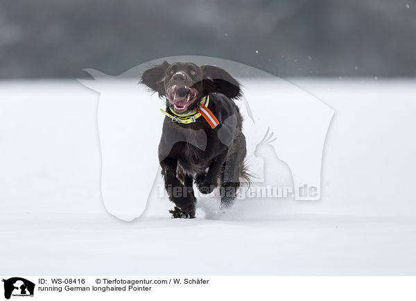 running German longhaired Pointer / WS-08416