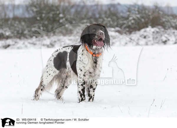 running German longhaired Pointer / WS-08418