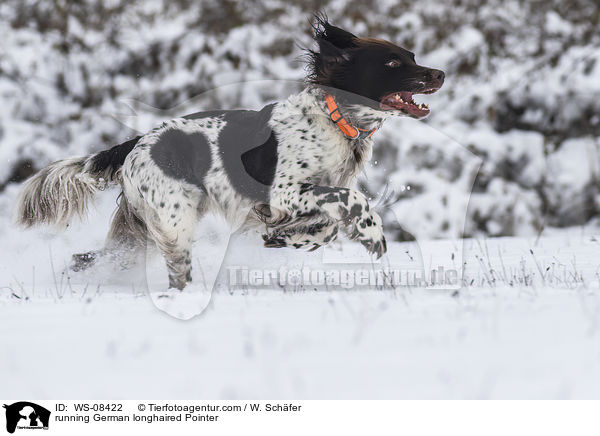 running German longhaired Pointer / WS-08422