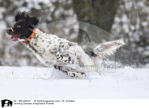 running German longhaired Pointer / WS-08427