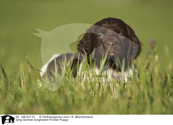 lying German longhaired Pointer Puppy / KB-02114