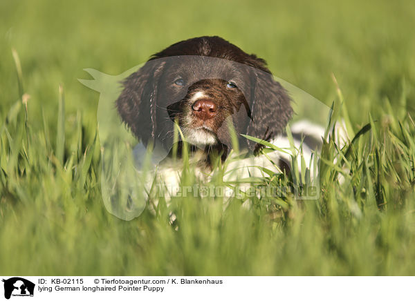 lying German longhaired Pointer Puppy / KB-02115