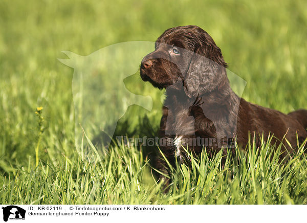 German longhaired Pointer Puppy / KB-02119