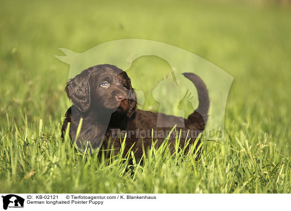 German longhaired Pointer Puppy / KB-02121