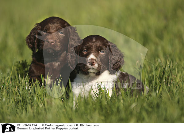 German longhaired Pointer Puppies portrait / KB-02124