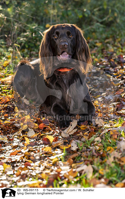 lying German longhaired Pointer / WS-09115