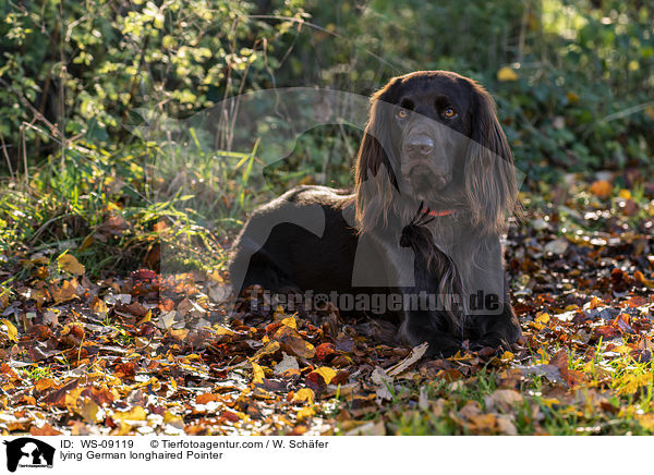 lying German longhaired Pointer / WS-09119