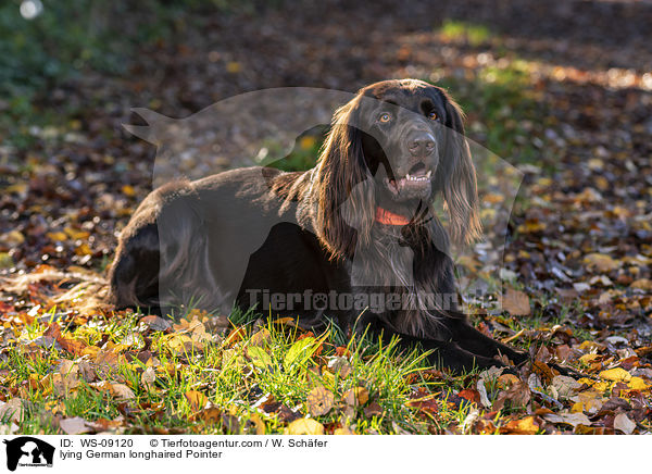 lying German longhaired Pointer / WS-09120