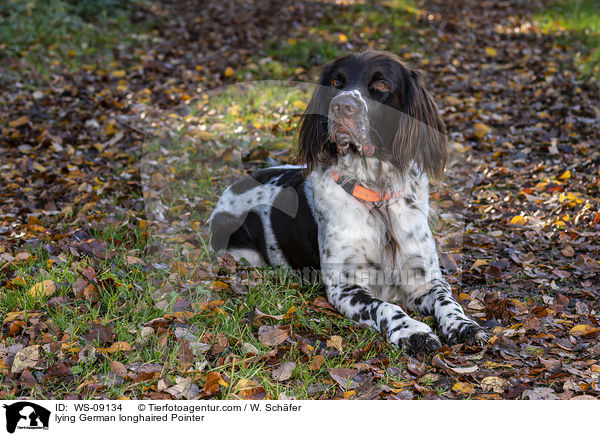 lying German longhaired Pointer / WS-09134