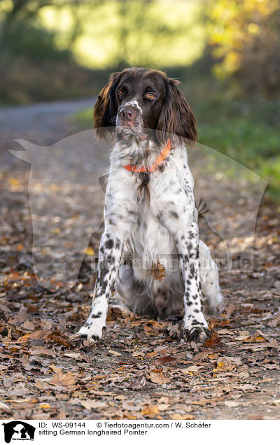 sitting German longhaired Pointer / WS-09144