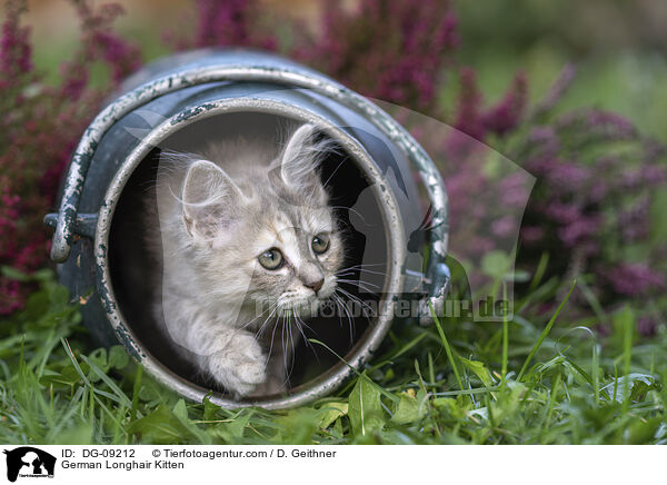 Deutsch Langhaar Ktzchen / German Longhair Kitten / DG-09212