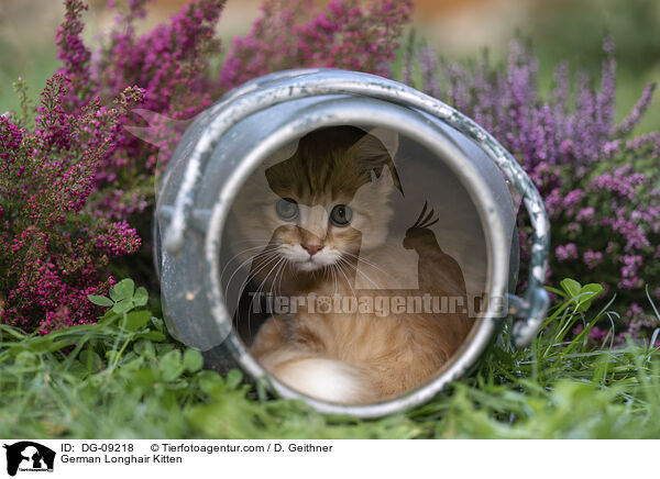 Deutsch Langhaar Ktzchen / German Longhair Kitten / DG-09218