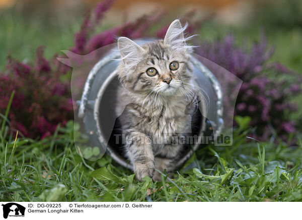 Deutsch Langhaar Ktzchen / German Longhair Kitten / DG-09225