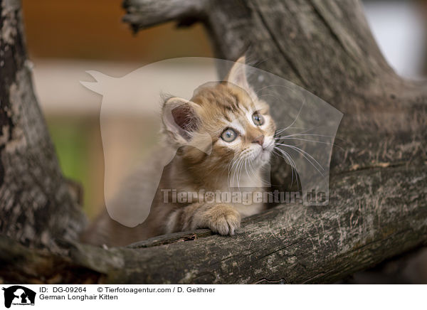 Deutsch Langhaar Ktzchen / German Longhair Kitten / DG-09264