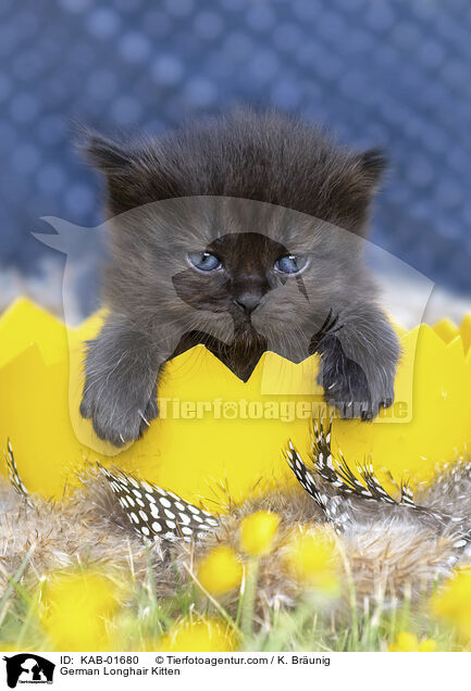 Deutsch Langhaar Ktzchen / German Longhair Kitten / KAB-01680