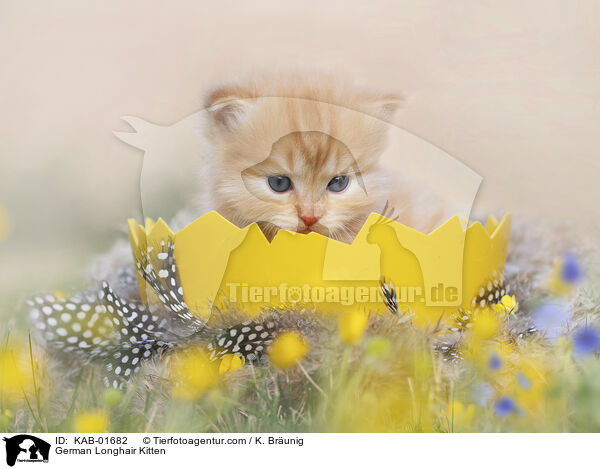 Deutsch Langhaar Ktzchen / German Longhair Kitten / KAB-01682