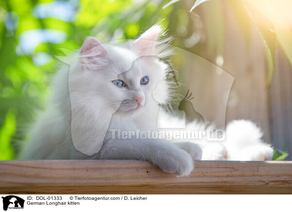 German Longhair kitten / DOL-01333