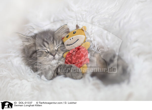 German Longhair Kitten / DOL-01337