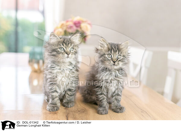 German Longhair Kitten / DOL-01342