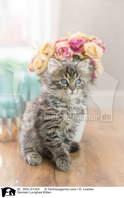 German Longhair Kitten / DOL-01343