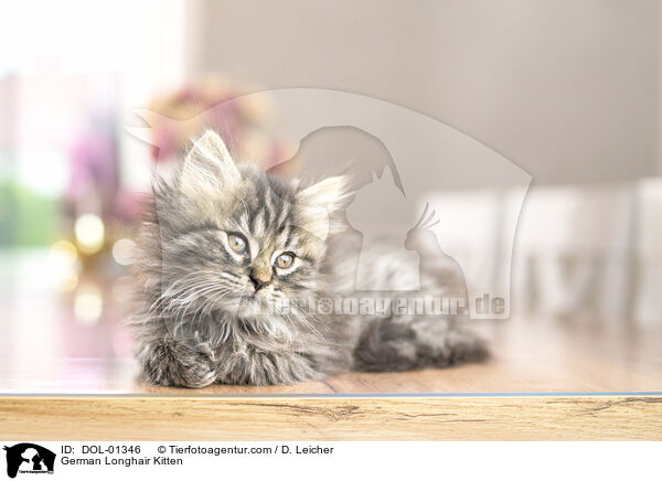 Deutsch Langhaar Ktzchen / German Longhair Kitten / DOL-01346
