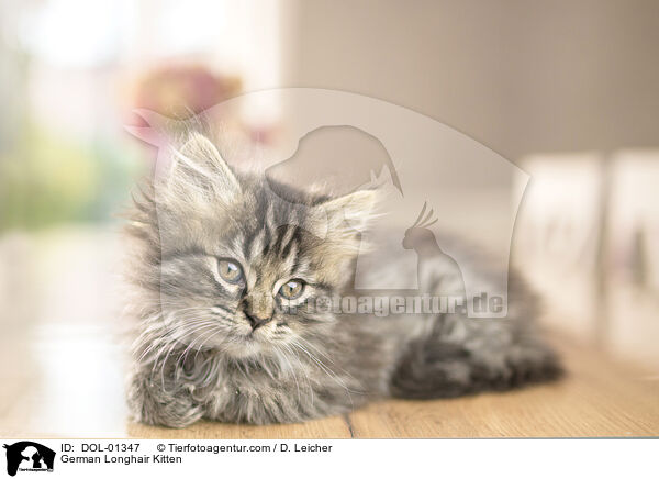 German Longhair Kitten / DOL-01347
