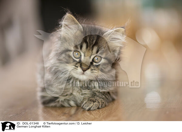 German Longhair Kitten / DOL-01348