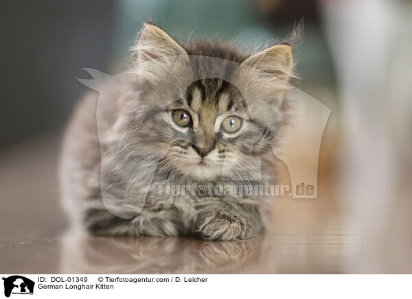 German Longhair Kitten / DOL-01349