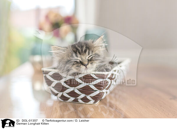 German Longhair Kitten / DOL-01357