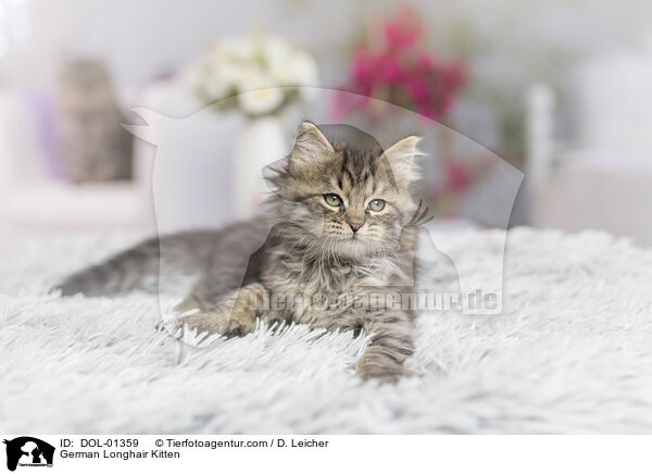 German Longhair Kitten / DOL-01359