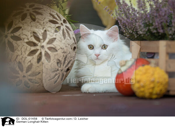German Longhair Kitten / DOL-01458