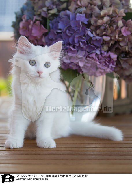 German Longhair Kitten / DOL-01484
