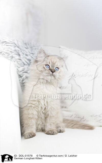 German Longhair Kitten / DOL-01578