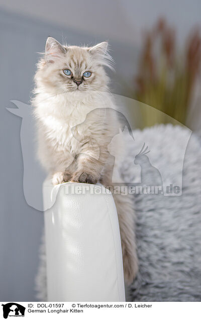 German Longhair Kitten / DOL-01597