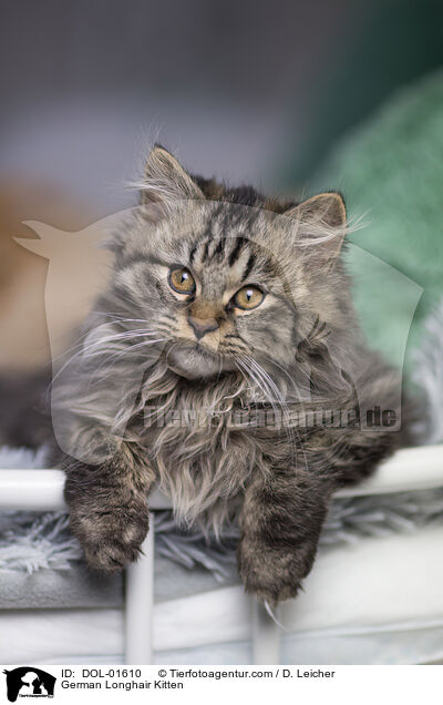 German Longhair Kitten / DOL-01610