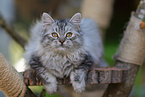 5 months old German Longhair cat